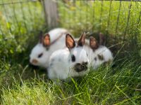 Zwergkaninchen, Farbenzwerge rot, Zwergschecken drf. Nordrhein-Westfalen - Nordwalde Vorschau