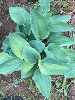 Hosta Hybriden Koblenz - Wallersheim Vorschau