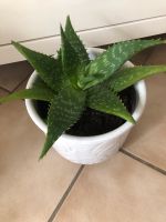 ❤️Bio Aloe Vera mit Übertopf ❤️ Nordrhein-Westfalen - Moers Vorschau