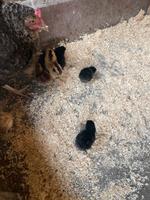 Zehn Küken mit verschiedene Farbe mit Glucke Dortmund - Oestrich Vorschau