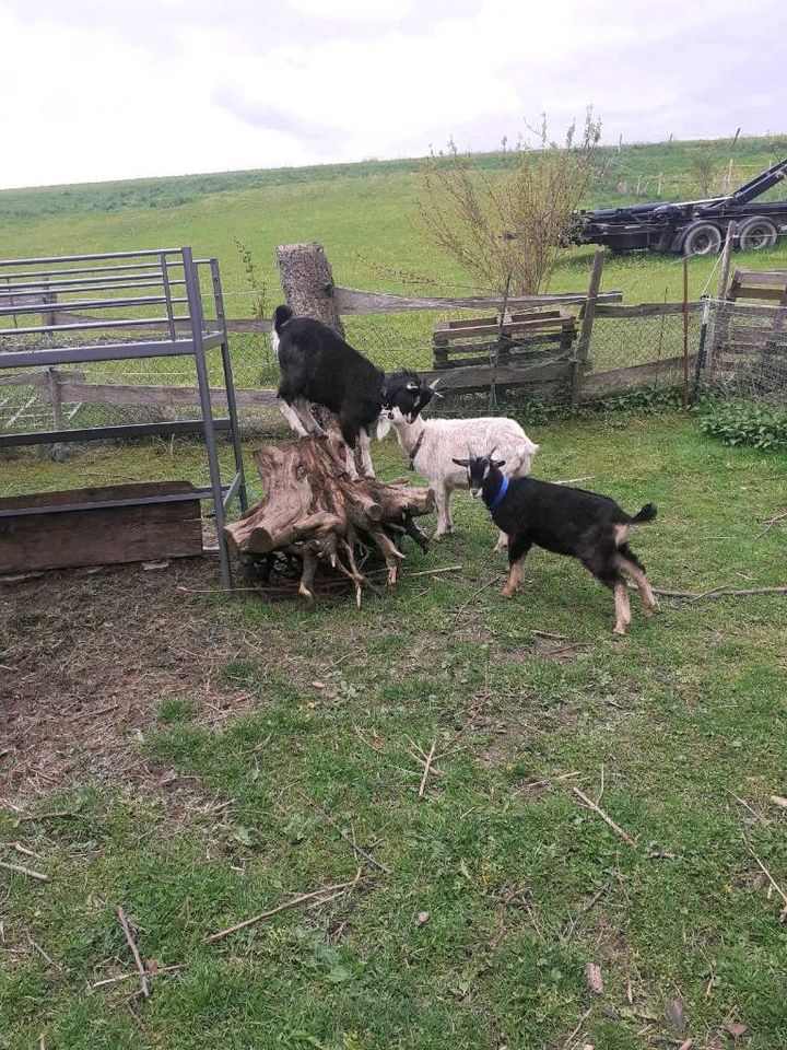 2 TWZ Mix Bockkitze, Ziegen, Böcklein in Unterthingau