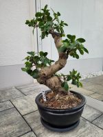 Bonsai Ficus retousa 60 cm inkl. Schale Bayern - Regenstauf Vorschau