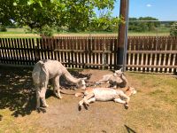 Ihr Seniorenheim zu Besuche bei "Church Hill Alpacas" Bayern - Wolnzach Vorschau