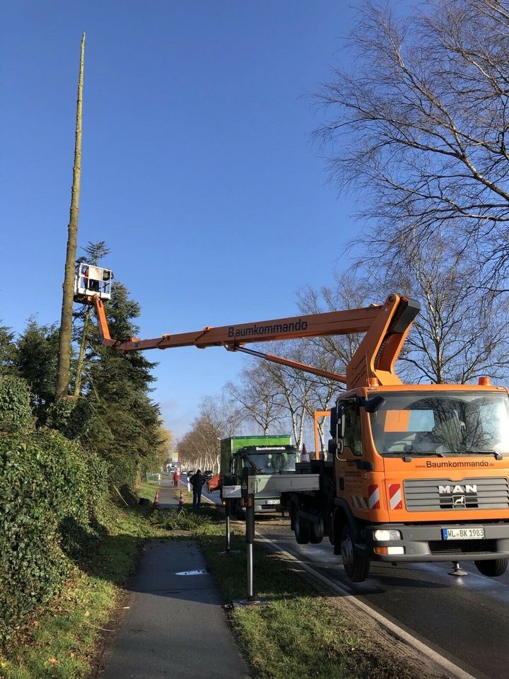 Baumpflege / Baumfällung / Sturmschäden /Baumbewässerung in Schneverdingen