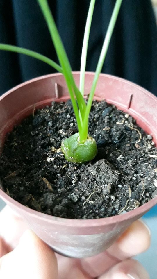 Albuca Spiralis Frizzle Sizzle in Nußloch