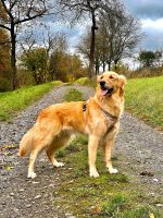 Golden Retriever weiblich Baden-Württemberg - Weißbach Vorschau