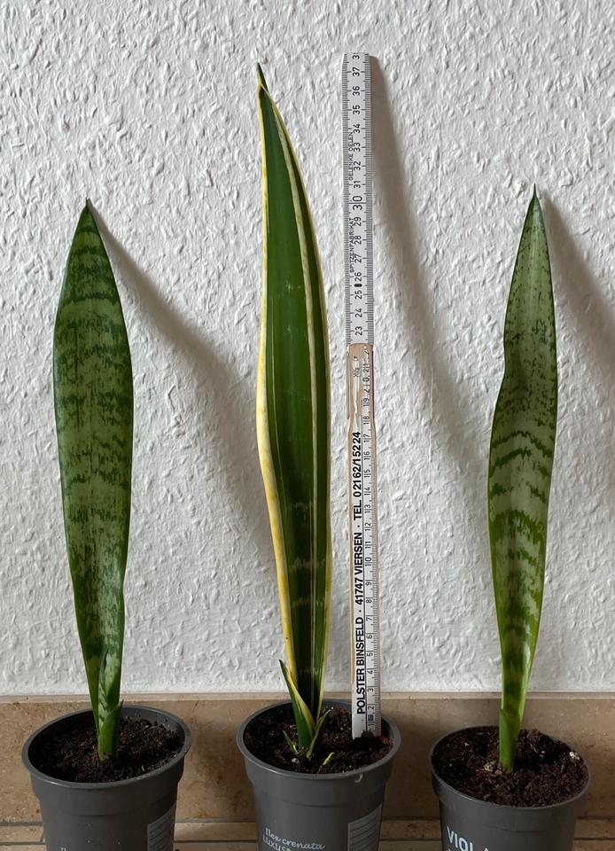 Bogenhanf / Sanseviera Pflanzen H: ca. 34-38 cm groß. (2EUR/Stk.) in Viersen