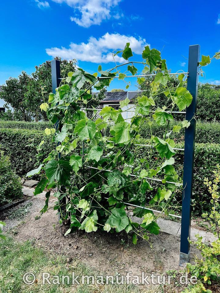 ☘️RANKMANUFAKTUR Design Rankhilfe Rankgerüst Kletterhilfe Rankgitter Spalier Rosenbogen Metall Holz Sichtschutz Garten Terasse Spalierobst Weinrebe Himbeeren Balkon Sichtschutzzaun Hochbeet Pergola ☘️ in Röthenbach