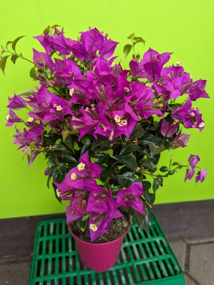 Drillingsblume Bougainvillea sanderiana Mini-Hochstamm 40-60cm in Nordkirchen