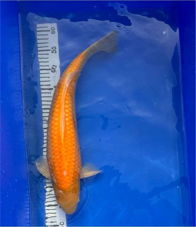 Japan Koi Karashi orange 49 cm HQ in Brühl