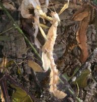 Phasmiden Eier von Extatosoma tiaratum abzugeben Hessen - Siegbach Vorschau