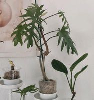 2 Philodendron Mayoi Pflanzen Ableger Pon  Hydrokultur Hessen - Zwingenberg Vorschau
