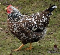 Suche Blumenhühner Hennen, auch Junghennen Niedersachsen - Visselhövede Vorschau