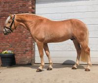 Haflinger Hengst / Wallach Nordrhein-Westfalen - Hamminkeln Vorschau