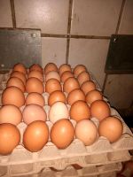 Freiland Eier zu verkaufen Nordrhein-Westfalen - Ostbevern Vorschau