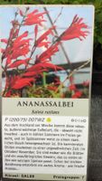 Ananassalbei Fruchtsalbei seltene Kübelpflanze Niedersachsen - Bassum Vorschau