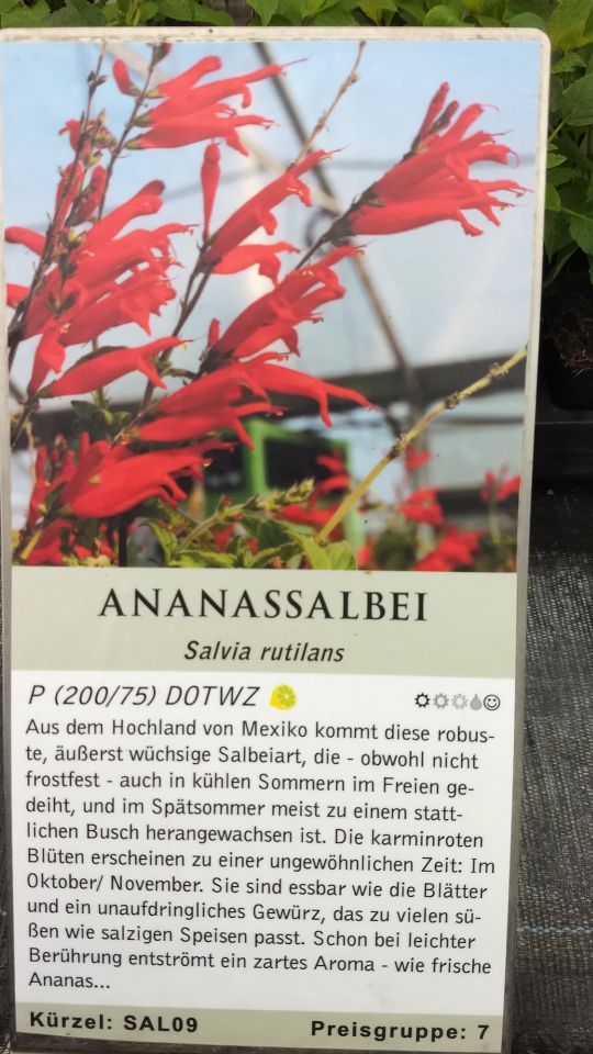 Ananassalbei Fruchtsalbei seltene Kübelpflanze in Bassum