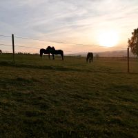 Einstellplatz/Pferdeboxen/Pferde/Ponys/Offenstall Bayern - Bogen Niederbay Vorschau