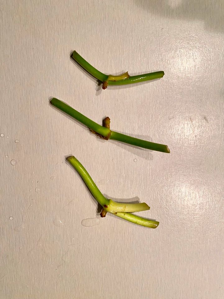 Rhaphidophora hongkongensis Sticks Ableger Mini Monstera in Berlin