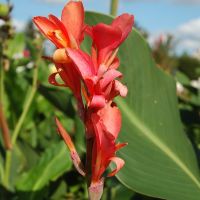 Canna, Indisches Blumenrohr Knolle - Tausche! Essen - Essen-Stadtmitte Vorschau