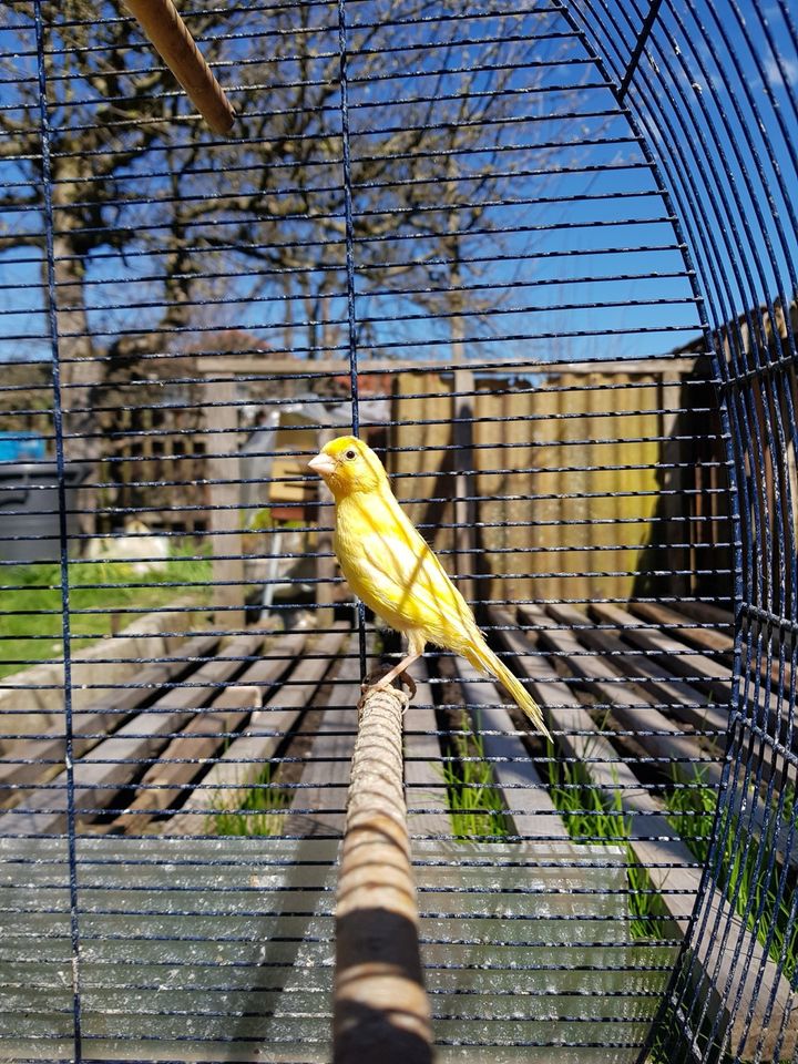 Kanarienvögel Männchen&Weibchen in Ronsberg