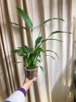 Friedenslilie/Einblatt, Spathiphyllum, Zimmerpflanze Altona - Hamburg Ottensen Vorschau