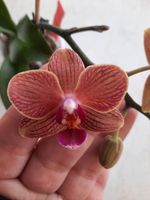 Orchidee Phalaenopsis Sogo Yenlin x Sunrise Red Peoker Bayern - Hallerndorf Vorschau