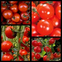 Samen Tomate,  Mexikanische Honigtomaten, altbewährte, süße Sorte Niedersachsen - Georgsmarienhütte Vorschau