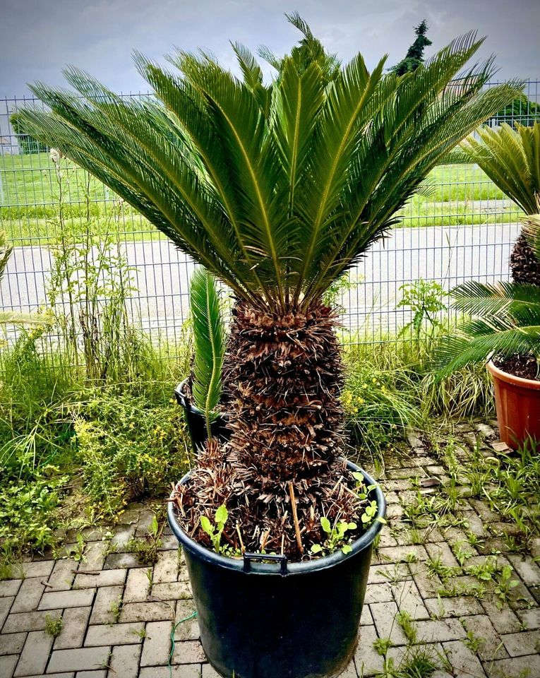 Olivenbaum Olive Winterhart Olea Europaea Höhe 270 cm in Ettenheim