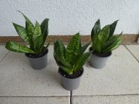 3 Zimmerpflanzen Sansevieria (Bogenhanf) Hessen - Eltville Vorschau