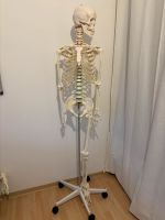 Skelett - Anatomie Baden-Württemberg - Kehl Vorschau