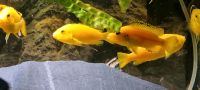 Barsche Labidochromis Yellow Baden-Württemberg - Altshausen Vorschau