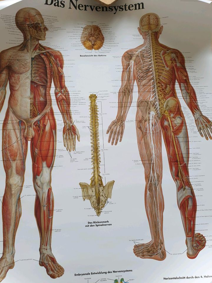 Lehrtafel, Poster, das Nervensystem NEU in Neuruppin