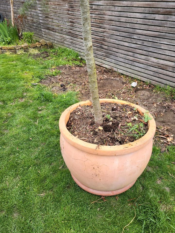 Ziertanne, Zeder, Topf kultiviert, Gartenbonsei, xxl in Alzey