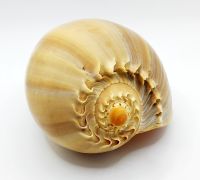 ❤ Große Melo Schnecke 17 bis 25 cm 12,99 €* Aquarium Deko Bayern - Velburg Vorschau