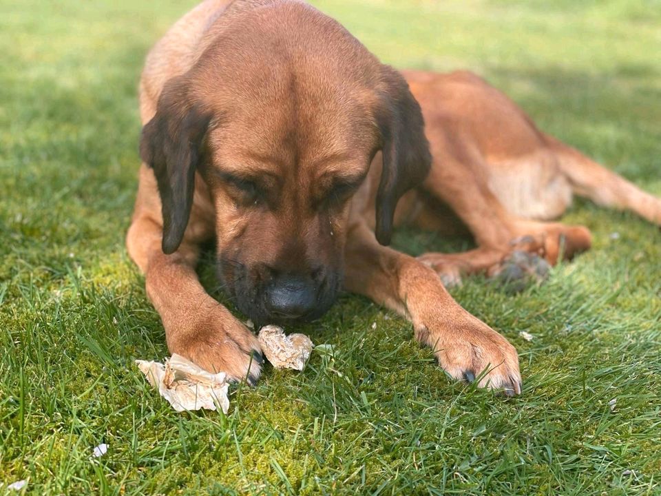 MINERVA Mischling Hündin Tierschutz Hund in Vögelsen