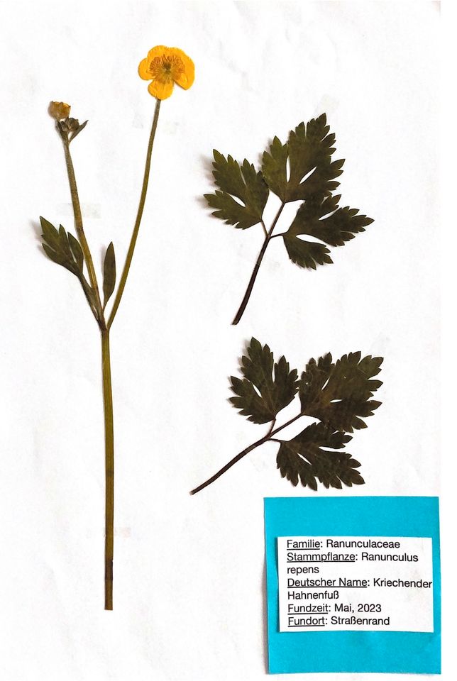 Gepresste Pflanzen für ein Herbarium in Tönisvorst