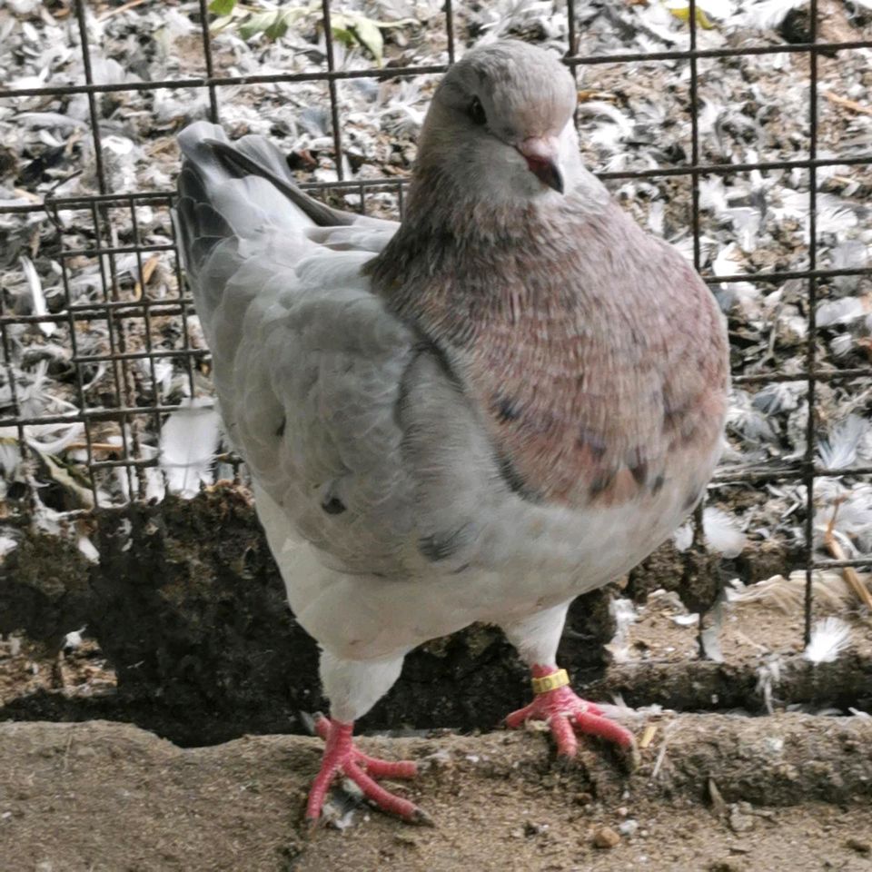 10 Kingtauben Almond Vielfarbig Magnani in Bismark (Altmark)