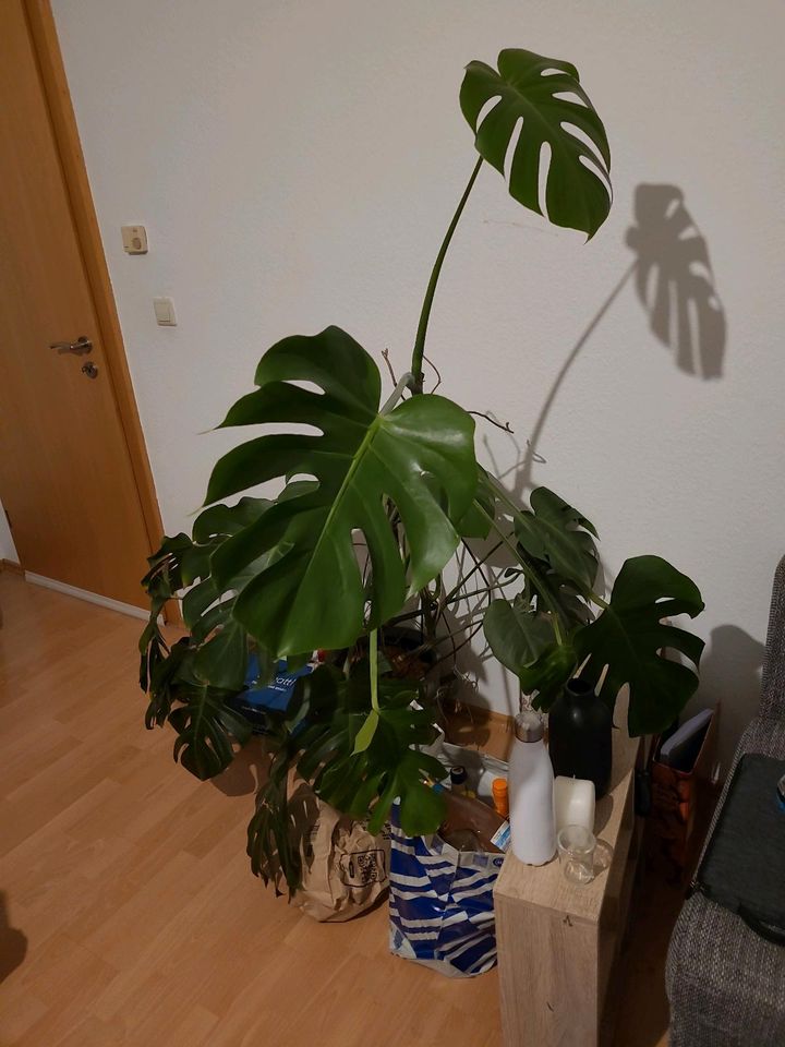 XXL Monstera Zimmerpflanze groß in Geislingen an der Steige