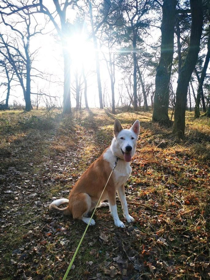 THOR Border Collie Husky Mischling Tierschutz Hund Rüde in Salzwedel