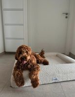 Boucle Hundebett Nordrhein-Westfalen - Gummersbach Vorschau