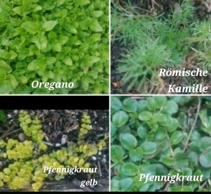 Pflanzen/Kräuter/Oregano/Minze/Melisse/Mutterkraut/Kamillle u.a. in Erfurt
