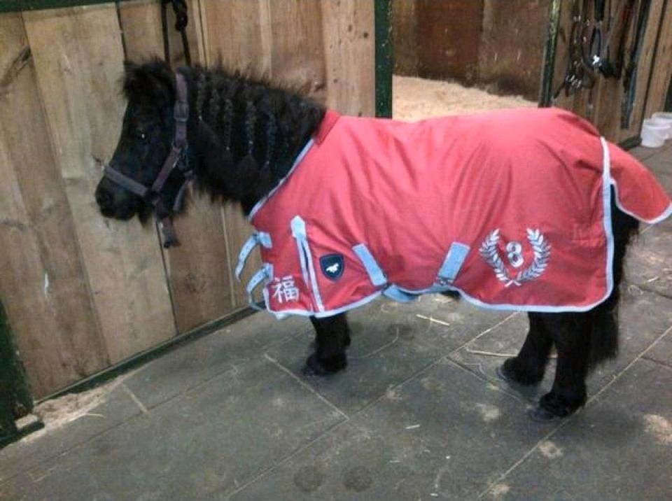 Pflegepferd, Reiten, Pony auch für Kinder in Oberhausen-Rheinhausen