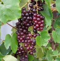 blaue kernlose Weinrebe Attika 80-100cm - Vitis Niedersachsen - Bad Zwischenahn Vorschau