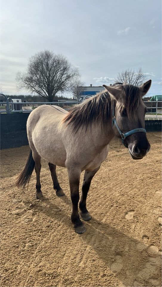 Konik Stute - Westernpferd- Fahrpferd-5 Jahre 142 cm groß in Stahnsdorf