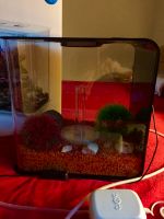 biOrb Design-Aquarium Flow 15 Liter mit LED-Beleuchtung Bayern - Eckental  Vorschau