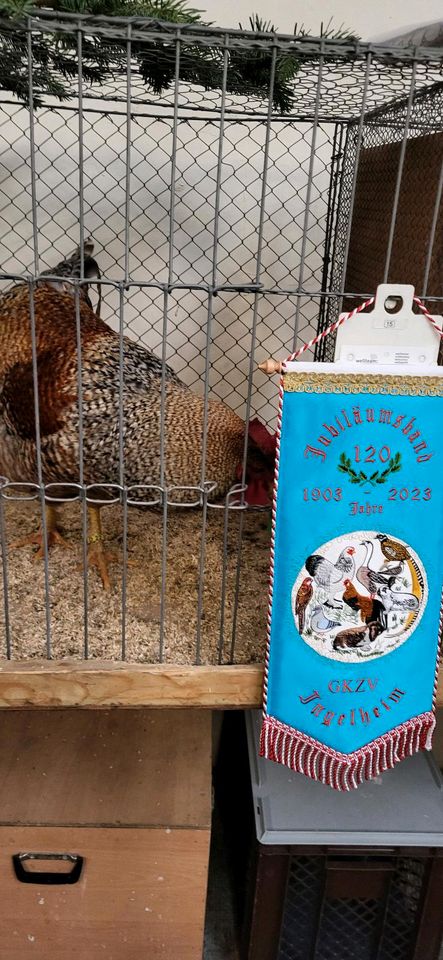 Brut eier Bielefelder Kennhühner groß reinrassiger in Mainz