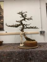 Bonsai Lärche Brandenburg - Brandenburg an der Havel Vorschau