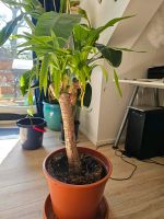 Yucca Pflanze Zimmerpflanze Niedersachsen - Zeven Vorschau