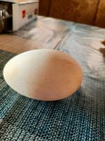 Gänse Eier zu Verkaufen Niedersachsen - Westoverledingen Vorschau